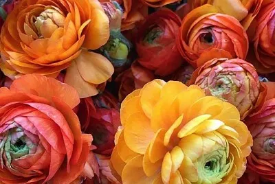 flores