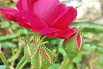 flores