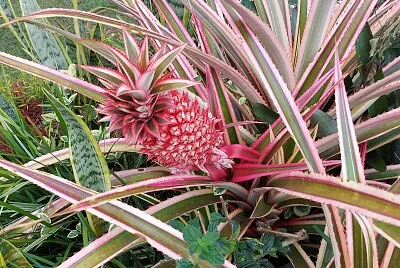 NATURALEZA PURA