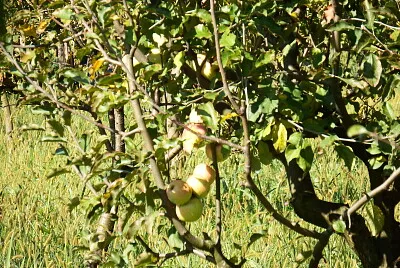 albero di mele