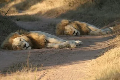 lions