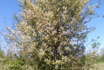 albero