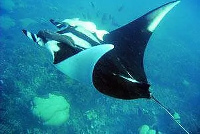 Raie Manta (Diable des mers)