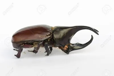 Scarabée Rhinocéros jigsaw puzzle