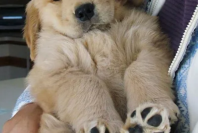 cachorro