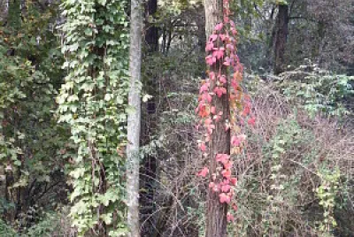 rampicanti