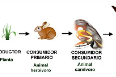 cadena