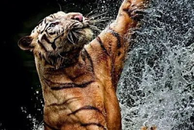 Tiger in water