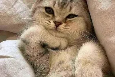 gato