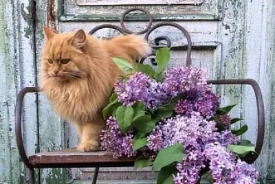 gato