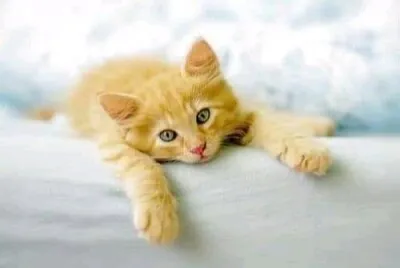 gato
