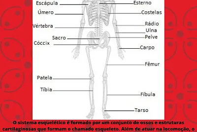 Sistema esquelético