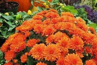 fall puzzle