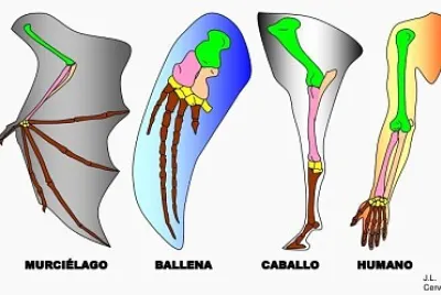 Evidencias anatómicas
