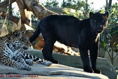 Zoo de Vincennes - Paris
