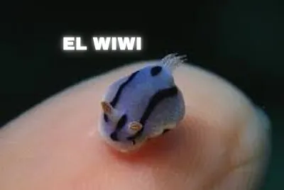 el wiwi