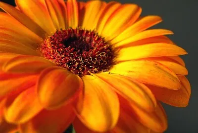 flor jigsaw puzzle