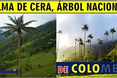 palma de cera