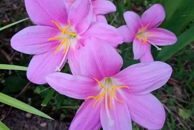 花