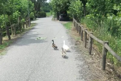 anatre a passeggio
