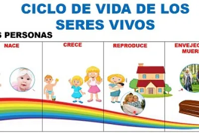 CICLO VITAL