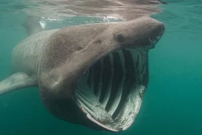 Shark Pog :0