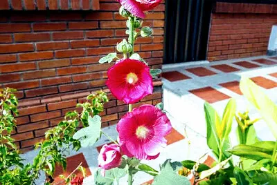FLOWERS