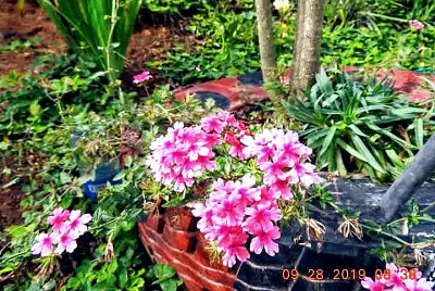 פאזל של FLOWERS