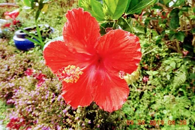 FLOWERS