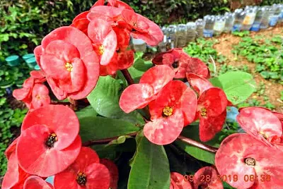 FLOWERS