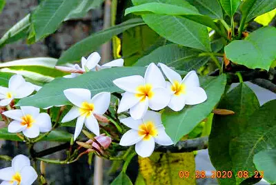 FLOWERS