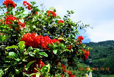 פאזל של FLOWERS