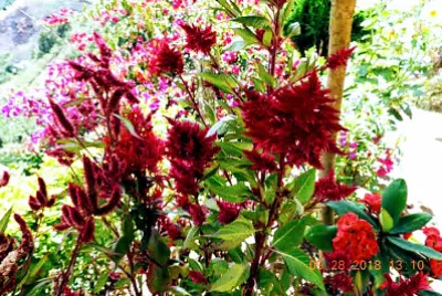 FLOWERS