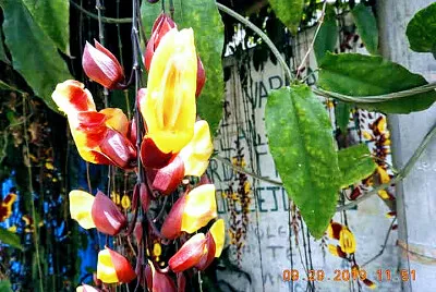 FLOWERS