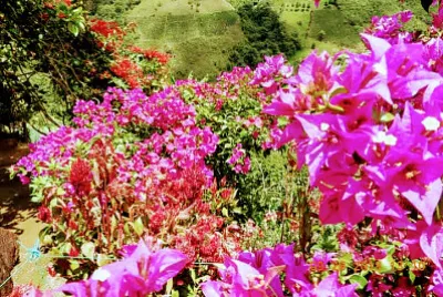 פאזל של FLOWERS