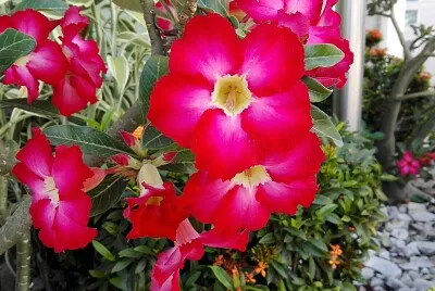 פאזל של FLOWERS