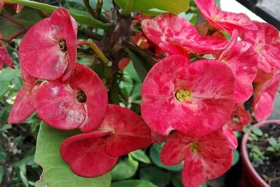 FLOWERS