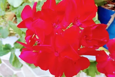 פאזל של FLOWERS