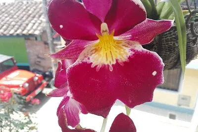 FLOWERS