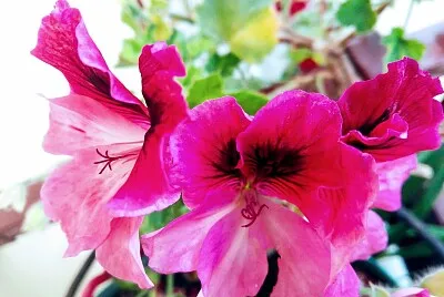 פאזל של FLOWERS
