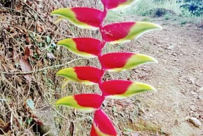 FLOWERS
