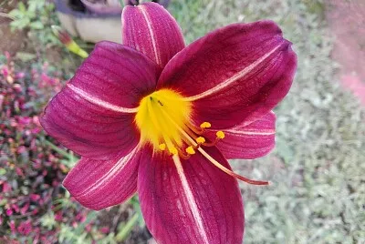 FLOWERS