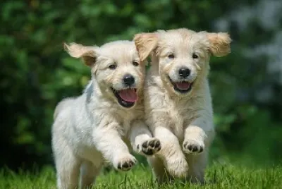 dogs