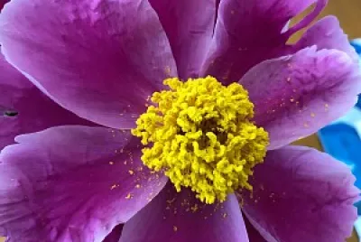 flores