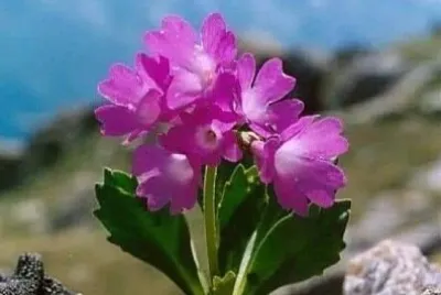 פאזל של 花