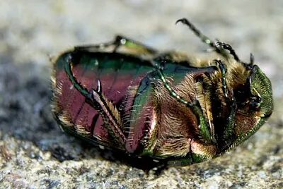 Scarabée dorée les six fers en l 'air