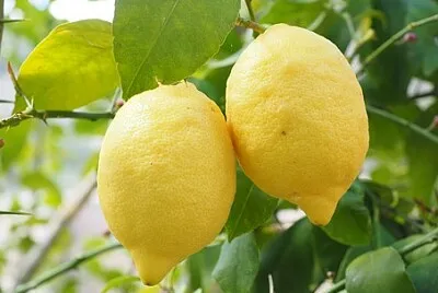 pop