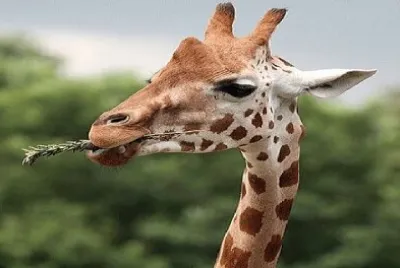 Toy