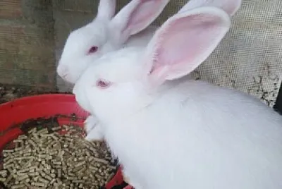 Rabit
