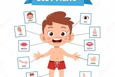Partes del cuerpo